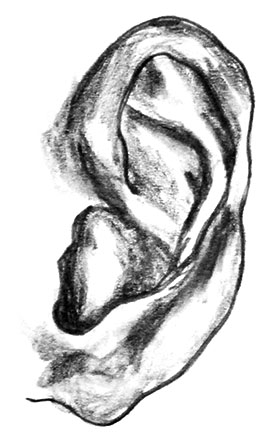 A pencil drawing of an ear